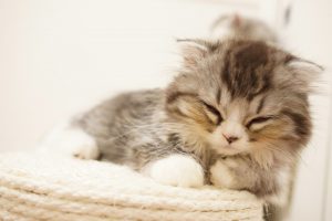 アトピー 快眠 ベッドマットレス エアウィーヴ アレルギー ダニ ハウスダスト